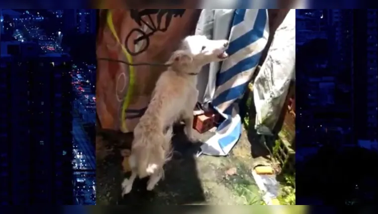 Imagem ilustrativa da notícia Vídeo:
dono de cadela em situação de maus tratos é preso