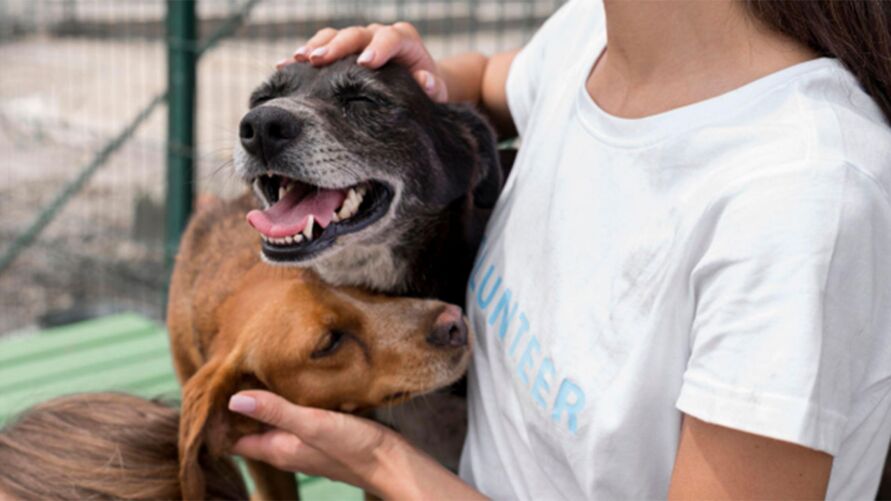 O programa “Pará Pet”  castrará animais domésticos de forma gratuita.
