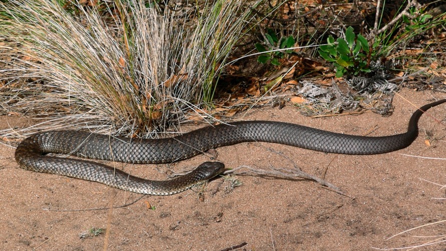 A serpente-tigre, ou Notechis scutatus, é uma espécie de cobra venenosa pertencente à ordem Squamata, família Elapidae, nativa da Austrália