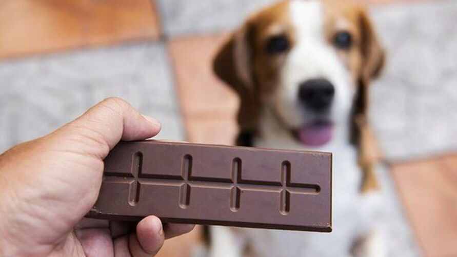 Chocolate pode dar problemas de sa&#250;de e at&#233; causar morte de seu pet