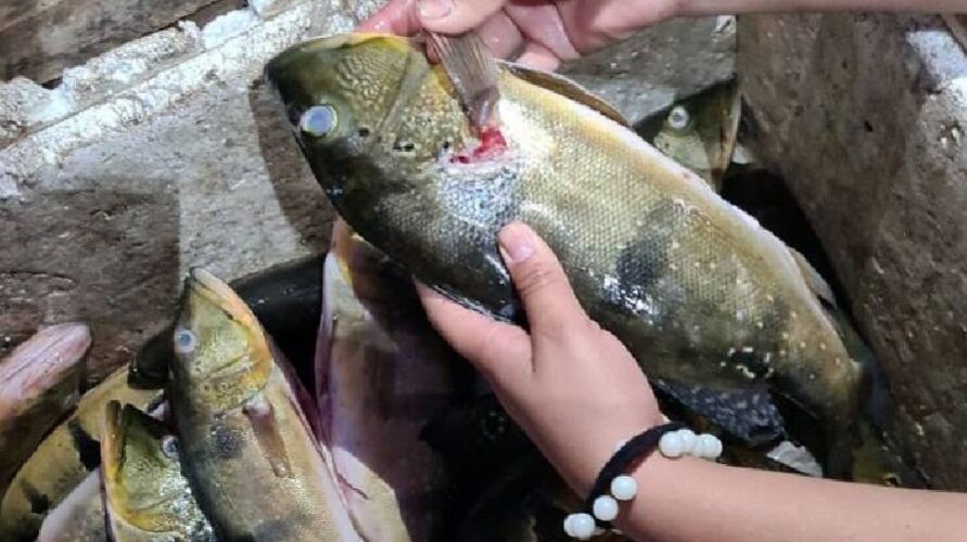 Mais de 23 quilos de diversos peixes foram apreendidos