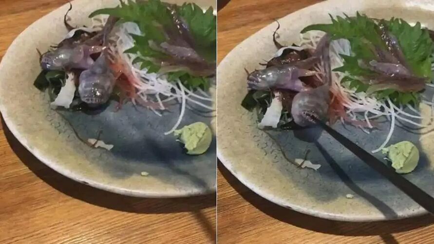 Peces vivos atacando un palillo en un restaurante japonés