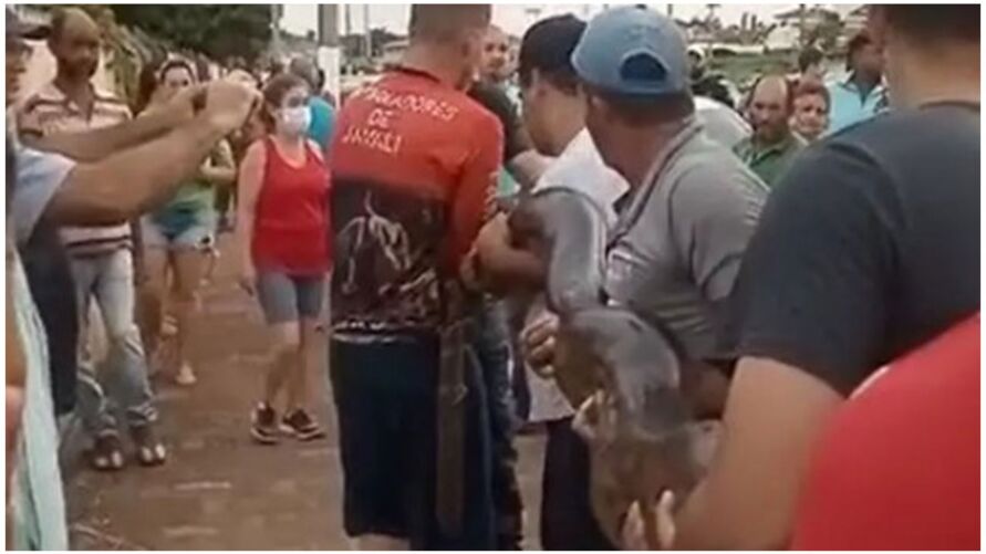 A sucuri foi solta no Rio Pardo após o resgate