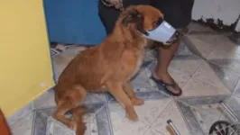 Animal aparece debilitado após ser mordido por outros cachorros esfomeados