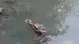 Animal foi visto por moradores do Telégrafo em pleno Canal do Galo