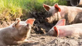 Imagem ilustrativa da notícia Brasil deve fazer transplante com órgãos de porcos em 2025