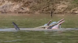 Os botos foram flagrados por cientistas enquanto "brincavam" com sucuri em rio da Amazônia