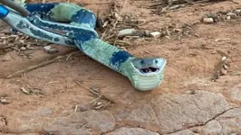 Cobra resgatada no Mato Grosso pelos Bombeiros.