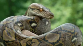 A pele de cobra estava no papel usado para embalar a comida.