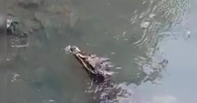Imagem ilustrativa da notícia Vídeo: Jacaré do Telégrafo dá susto e surge no Canal do Galo