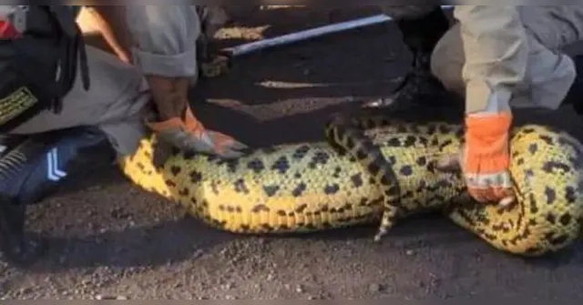Imagem ilustrativa da notícia Sucuri gigante é capturada após devorar cachorro