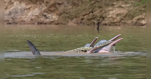 Imagem ilustrativa da notícia Botos são flagrados brincando com sucuri na Amazônia
