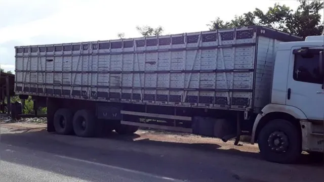 Imagem ilustrativa da notícia Sefa: carga de gado em pé avaliada em R$ 32 mil é apreendida