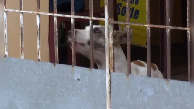 Imagem ilustrativa da notícia Vídeo:
cachorro é resgatado na Sacramenta após denúncias 
