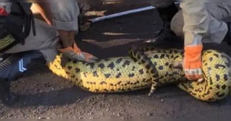 Imagem ilustrativa da notícia Sucuri gigante é capturada após devorar cachorro