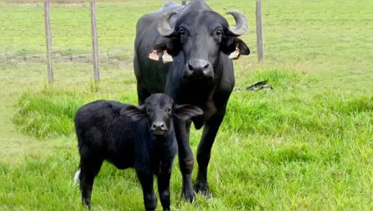 Imagem ilustrativa da notícia Nasce a primeira búfala de proveta do Marajó
