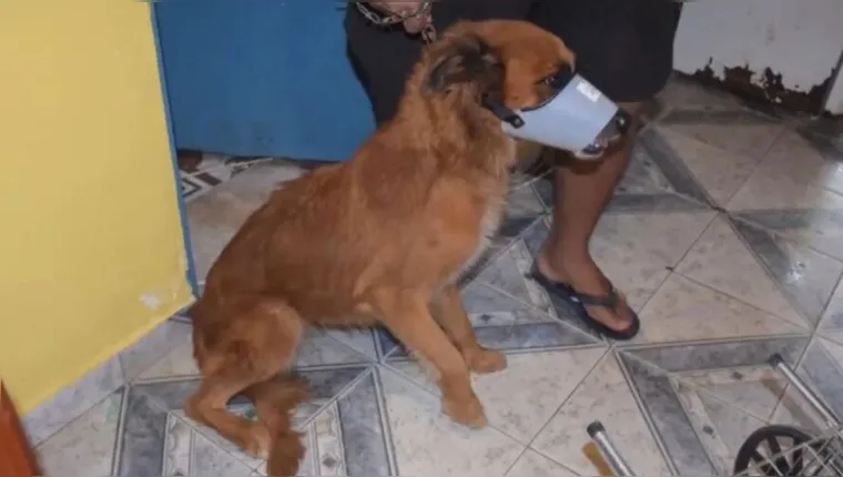 Imagem ilustrativa da notícia Vídeo: homem é preso por maltratar cachorrinhos em Belém