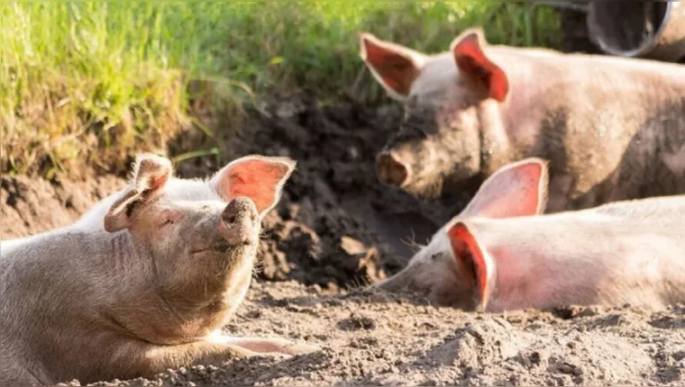 Imagem ilustrativa da notícia Brasil deve fazer transplante com órgãos de porcos em 2025