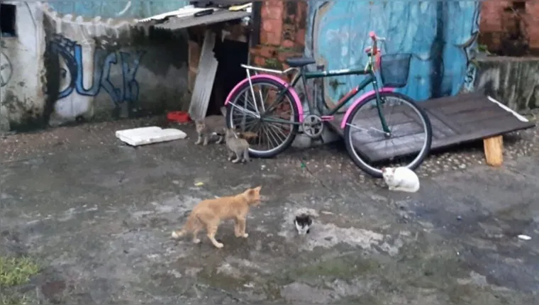 Imagem ilustrativa da notícia Homem é acusado de promover "chacina de gatos" em Belém