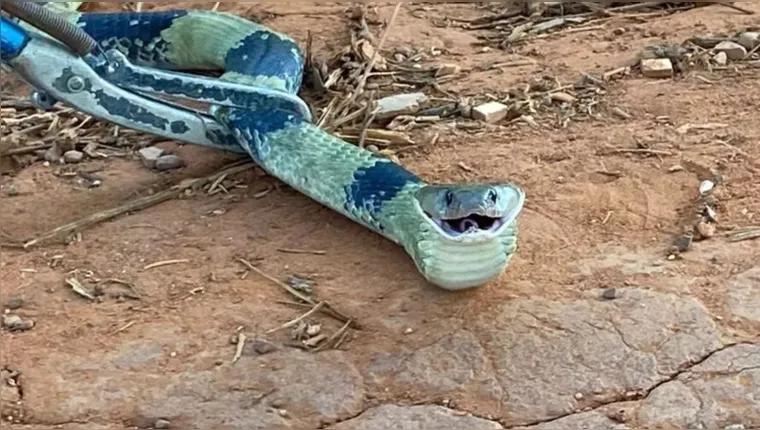 Imagem ilustrativa da notícia Cobra de coloração rara é resgatada e “sorri” para a foto