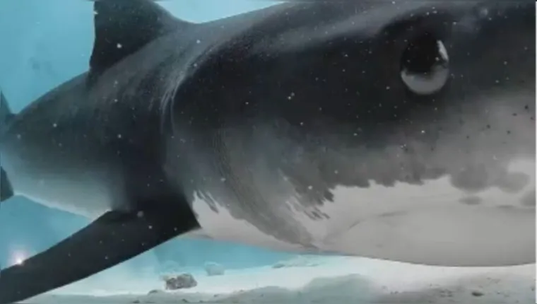 Imagem ilustrativa da notícia Vídeo: tubarão engole câmera e imagens são impressionantes