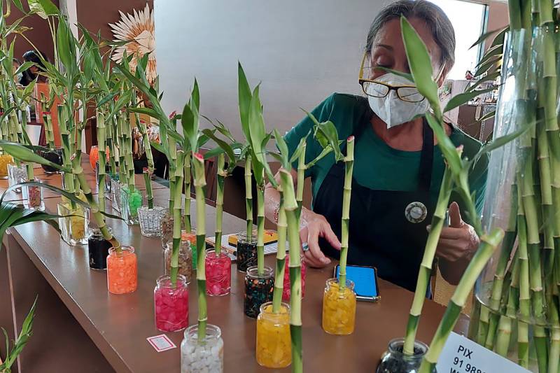 Imagem ilustrativa da notícia: Produção de flores e plantas movimentam o mercado no Pará