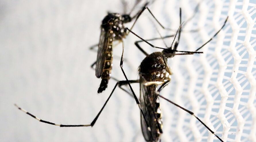 A doença, causada por um vírus, é transmitida pela picada do mosquito Aedes aegypti