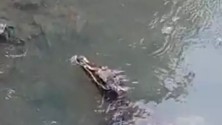 Animal foi visto por moradores do Telégrafo em pleno Canal do Galo