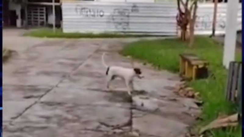 Outro vídeo mostra cachorro atacando os bichanos sob os olhos do dono