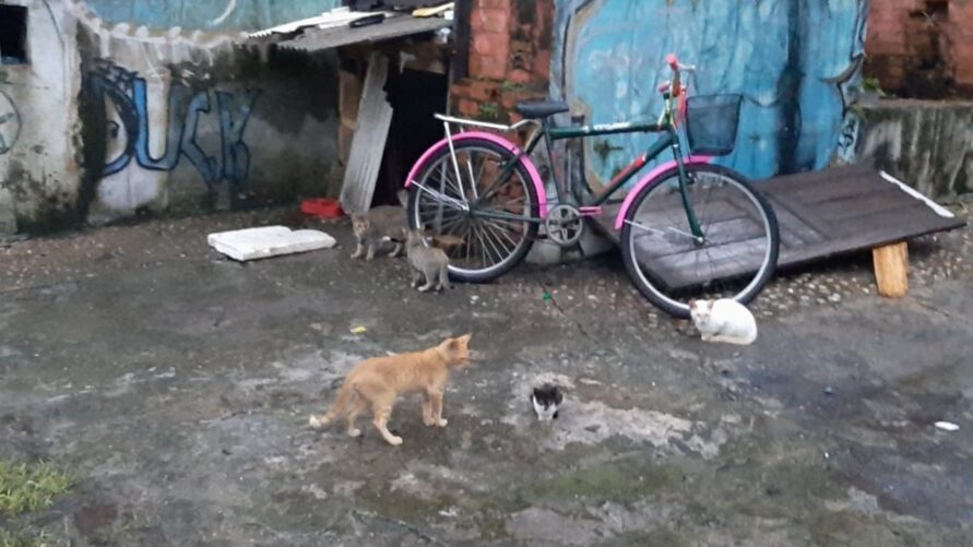 Gatos acolhidos em praça pública por protetores estão sendo alvo de maus-tratos por moradores do bairro