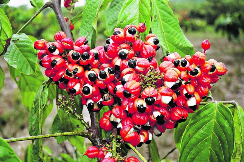 Guaraná é um exemplo de planta medicinal