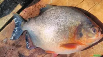 Peixe da espécie pacu foi consumido por pessoas com suspeita de infecção pela "doença da urina preta"
