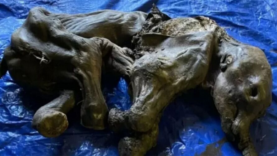 Pequeno mamute congelado foi encontrado em &#243;timo estado de preserva&#231;&#227;o