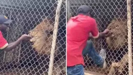 O profissional coloca a mão dentro da jaula e o leão acaba mordendo o dedo dele