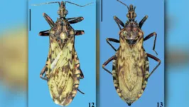 Panstrongylus noireaui é capaz de transmitir o protozoário Trypanosoma cruzi, causador da doença de Chagas.