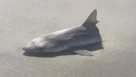 A carcaça de um tubarão encontrada pela metade em uma praia de Oak Island, no Canadá