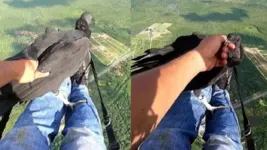 Urubu pousando no piloto de parapente em Serra da Aratanha.