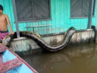 Imagem ilustrativa da notícia Cobra de gigante é capturada no Amazonas, veja o vídeo!