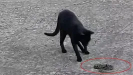 Gato não contou conversa e avançou contra a cobra