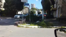 Após denúncia, matilha já foi vista durante o dia, no bairro de Batista Campos