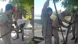 Momento em que o Corpo de Bombeiros faz a retirada da Sucuri