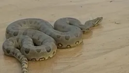 Serpente foi avistada descansando na areia.