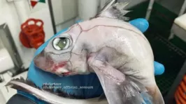 O peixe também é conhecido como "tubarão-fantasma"