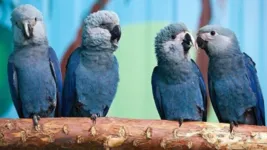 Oito ararinha-azul serão soltas em uma área de preservação.
