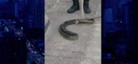 Cobra estava entre pedras e calçada da badalada praia