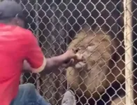 O homem terei tentado acariciar o animal, que vive em um zoológico na Jamaica.