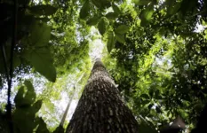 Imagem ilustrativa da notícia Aimex: compromisso de produzir madeira legal na Amazônia