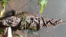 Foto da família de jacarés tomando sol, em Belo Horizonte, viralizou na web.