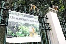 Os macacos-de-cheiro foram encontrados mortos na manhã da última sexta-feira (3)