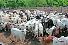 O Pará possui 22 milhões de cabeças de bovinos, ocupando o terceiro lugar no ranking nacional, segundo dados do IBGE 2020